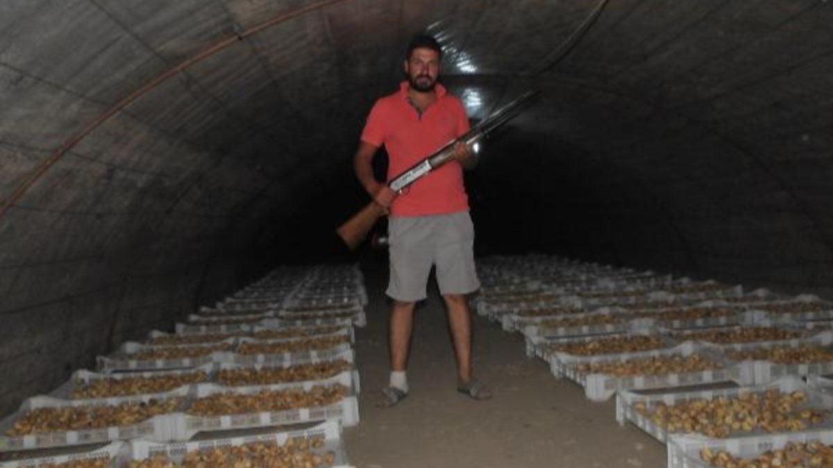 Aydın'da incir üreticisinin, hırsızlığa karşı tüfekli önlemi