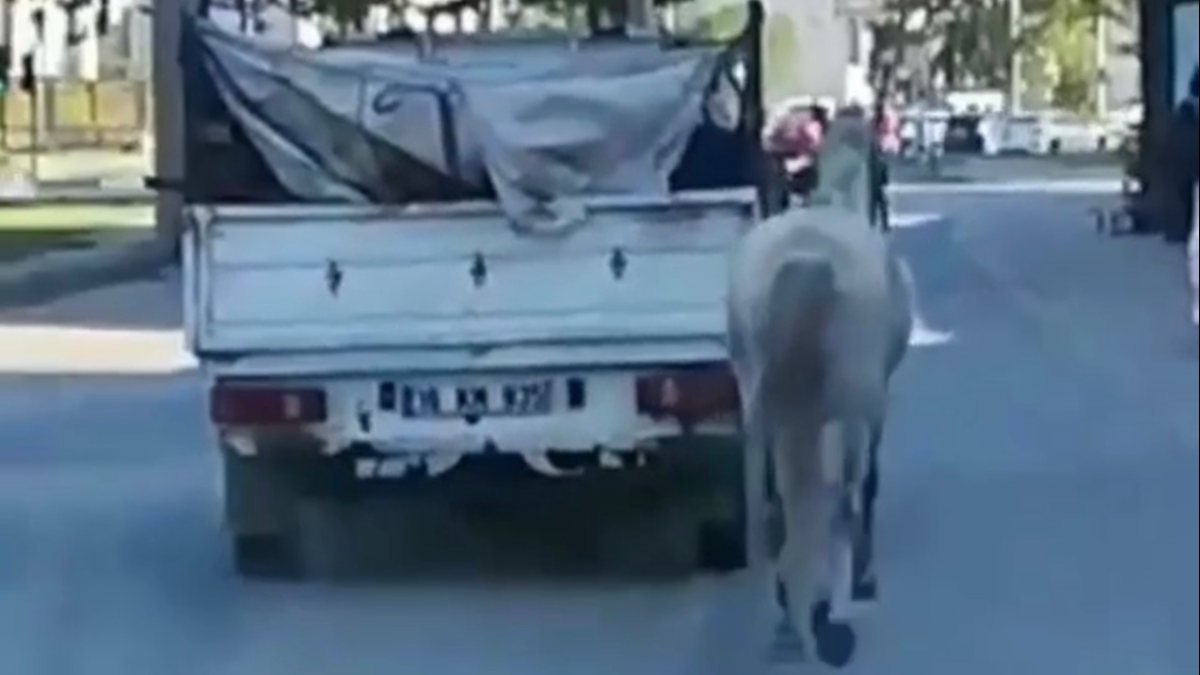 Bursa'da bir kişi atı kamyonetin arkasına bağlayıp koşturdu