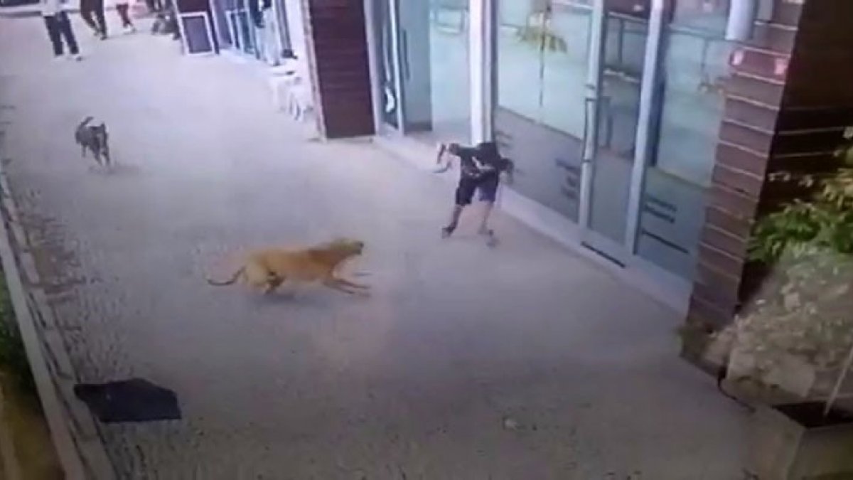 Eyüpsultan'da çocuğa köpek saldırısı