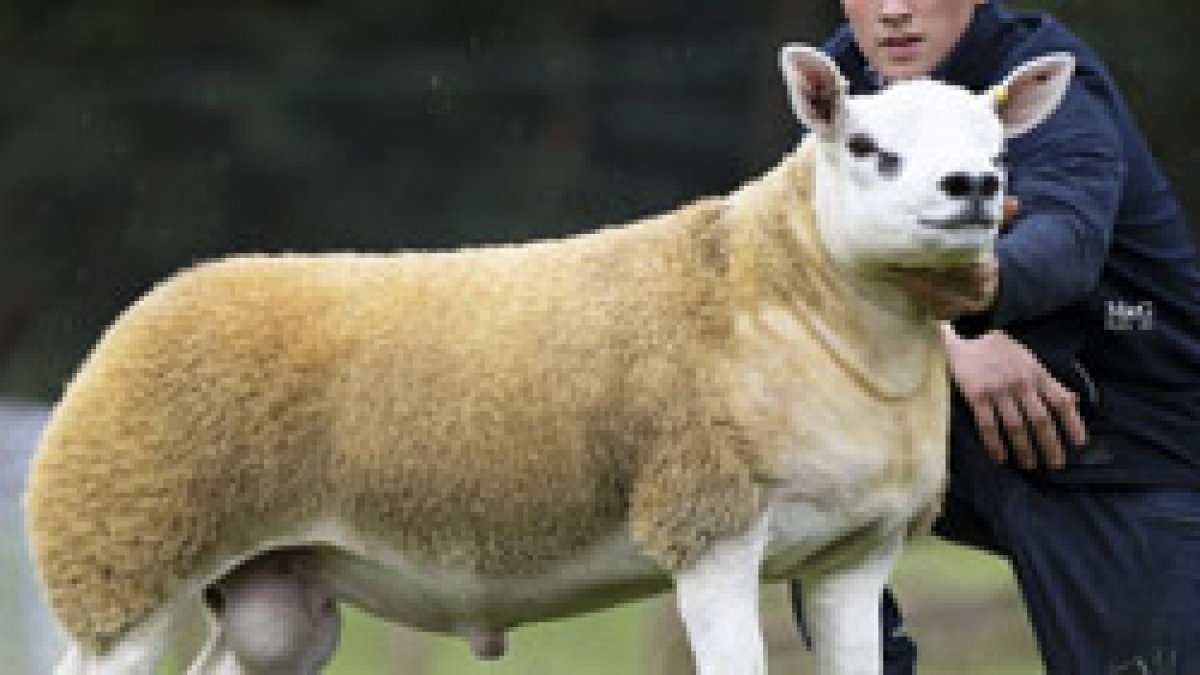 İskoçya’da dünyanın en pahalı koyunu satıldı