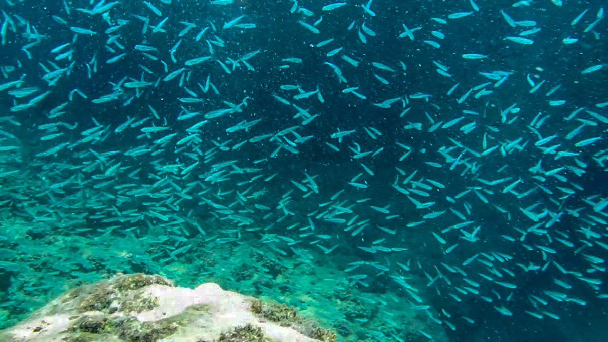 Akdeniz'de balık sayısında 2 kat artış oluştu
