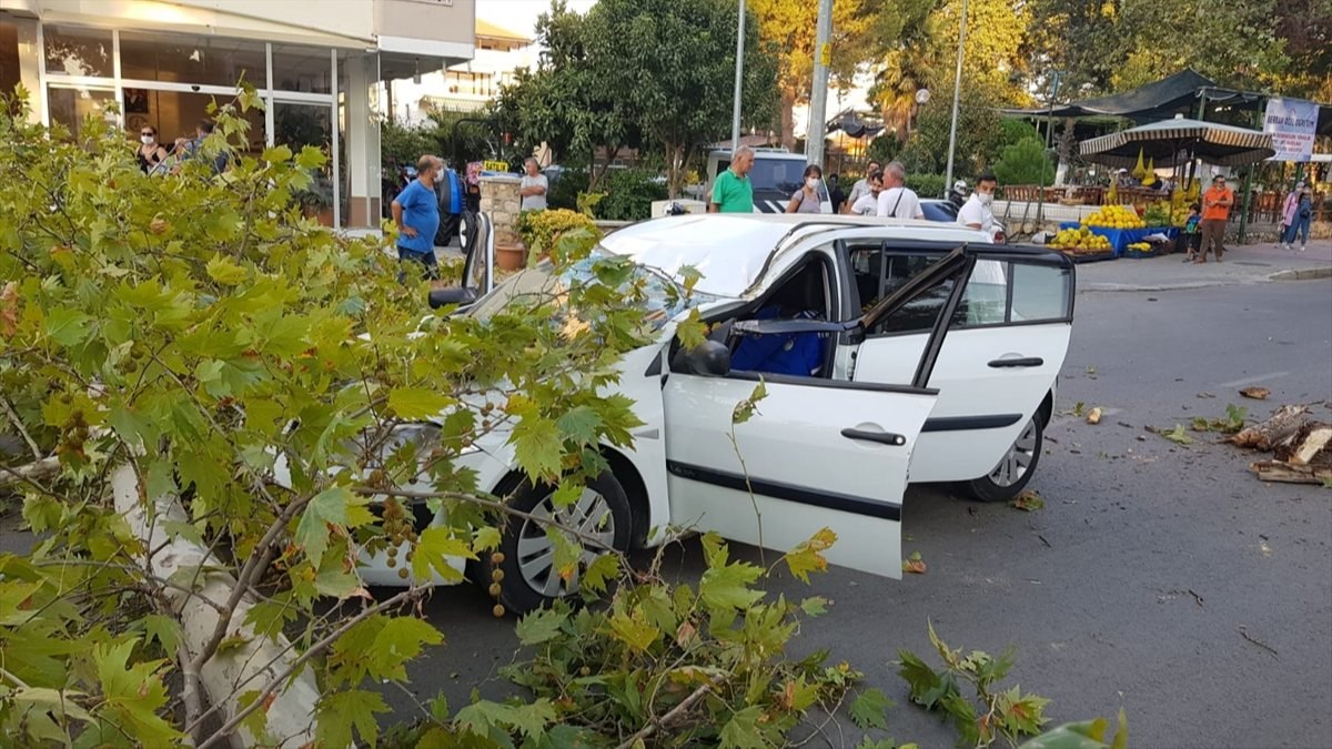 İzmir'de bir sürücü seyir halindeyken üstüne ağaç devrildi