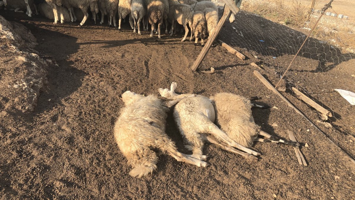 Adana'da koyun sürüsü tarım ilacıyla zehirlendi