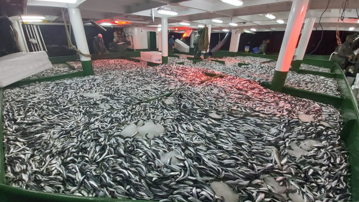 Çanakkale'de, av sezonun ilk gecesi bereketli geçti