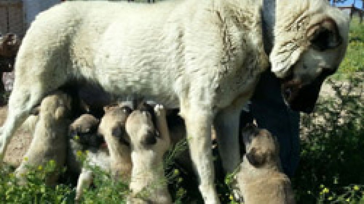 Kangal köpeklerinin yavrularını neden yediği çözüldü