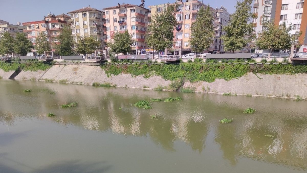 Hatay'da Asi Nehri, istilacı su sümbülleriyle doldu