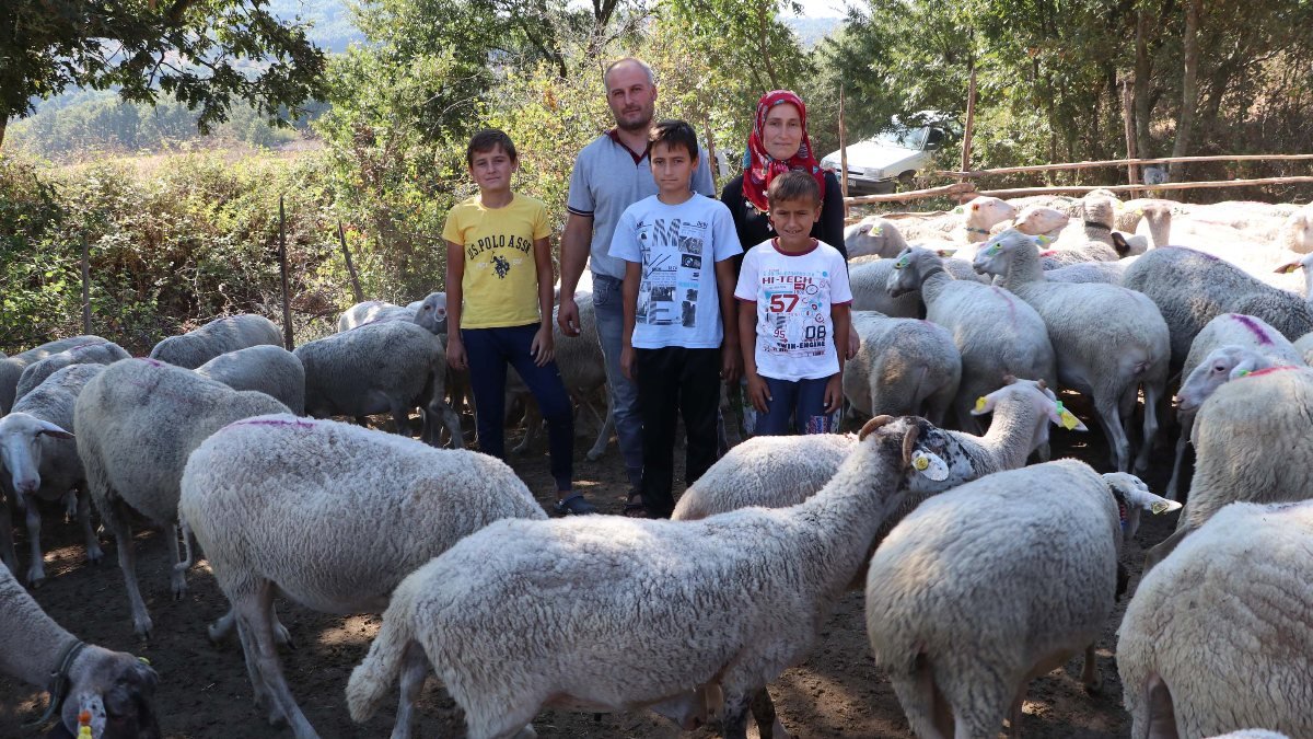 Çanakkale'de 90 koyun her gün elle sağılıyor: Ailenin geliri ayda 15 bin TL