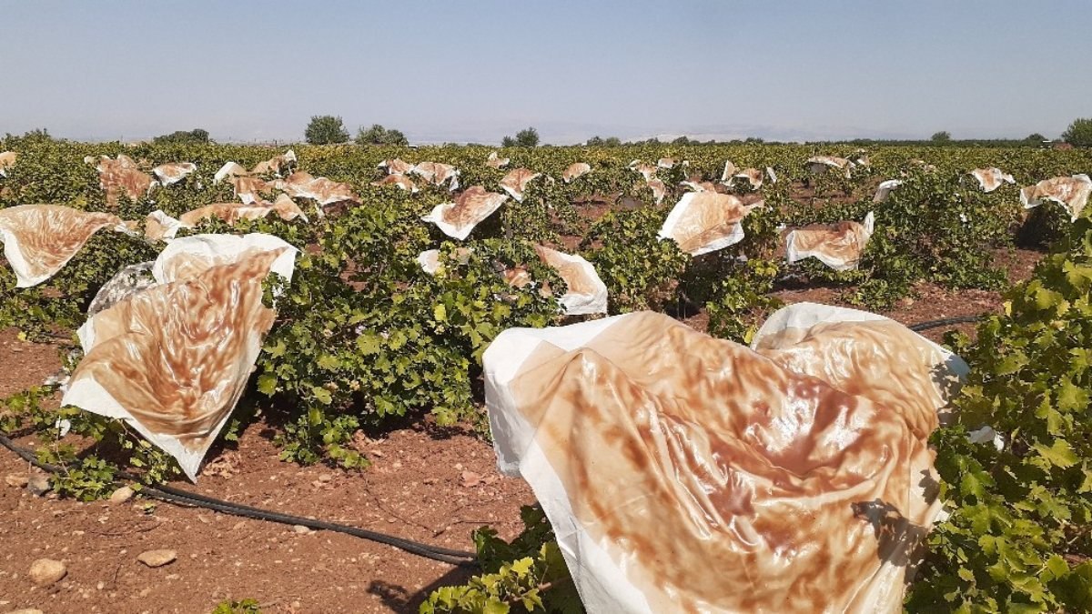 Adıyaman'da üzüm bağları pestil tarlasına döndü