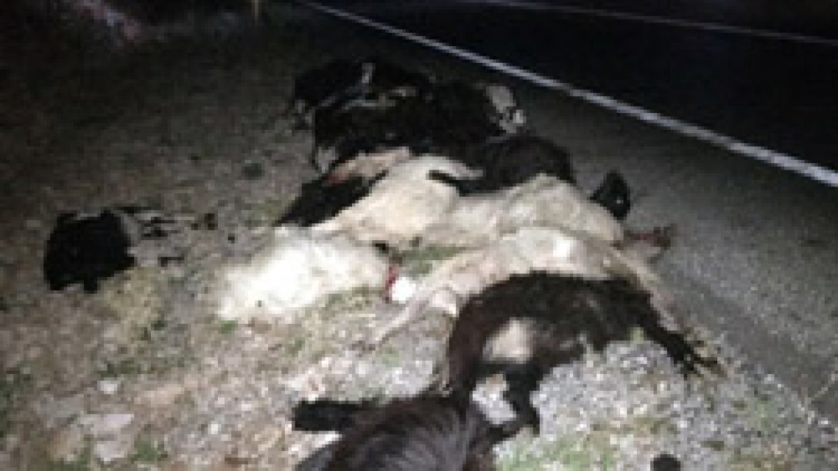 Antalya'da kamyon, koyun sürüsüne daldı