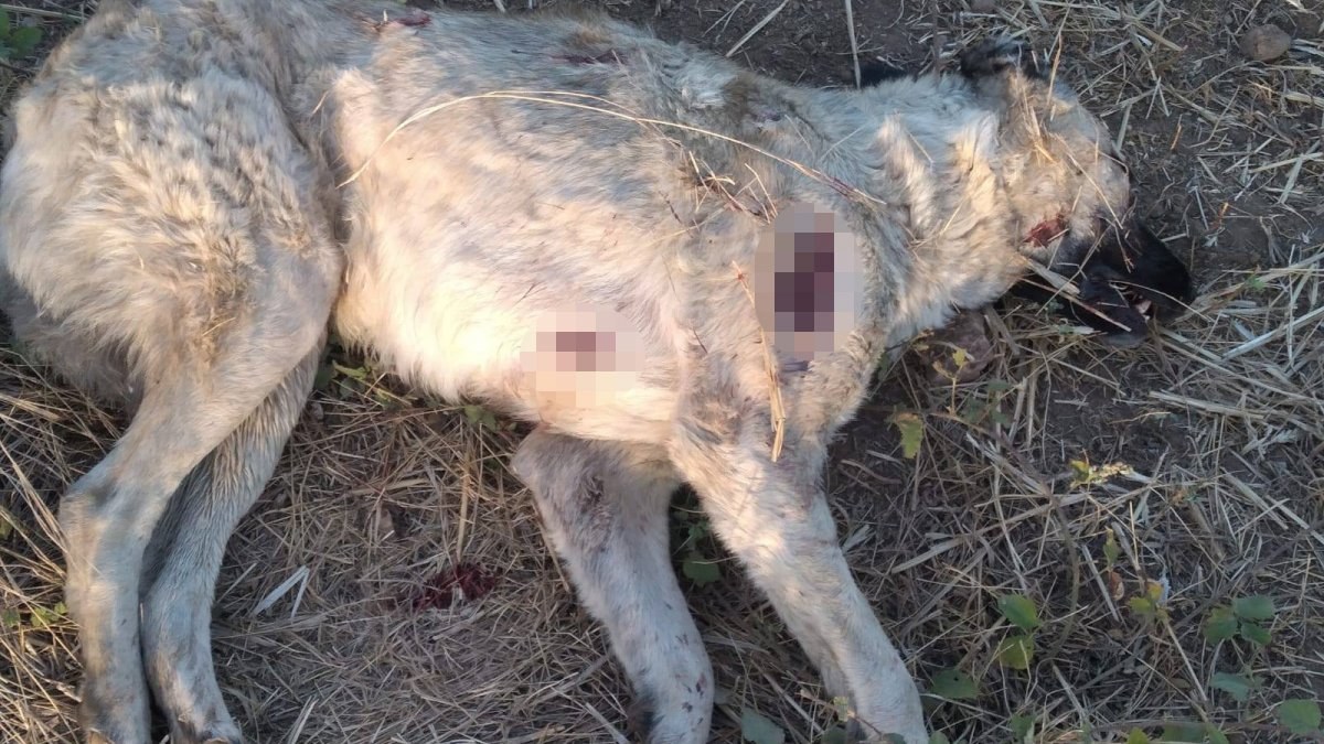 Edirne’de çoban köpeğini tüfekle vurarak öldürdü