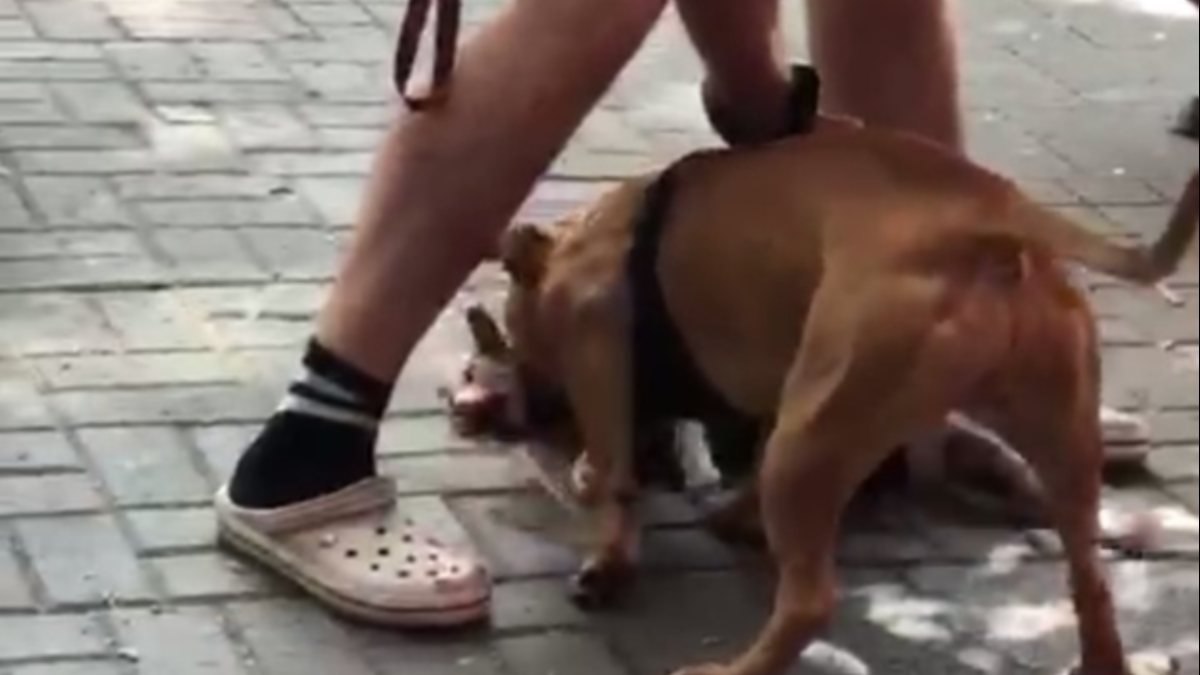 Beşiktaş’ta pitbull cinsi köpek, yakaladığı kediyi parçaladı