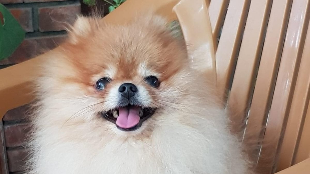 Popüler Köpek Pomeranian Boo Fiyatları ve  Diğerlerinden Ayrılan Özellikleri