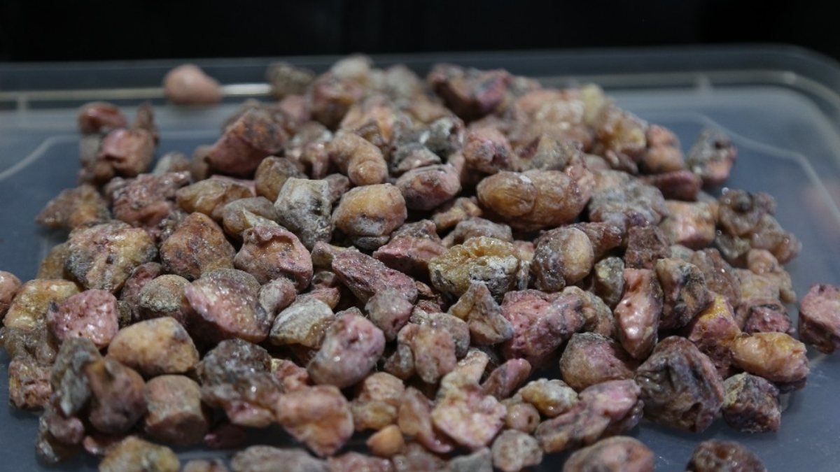 Artvin'de çam sakızının kilosu 750 liradan satılıyor