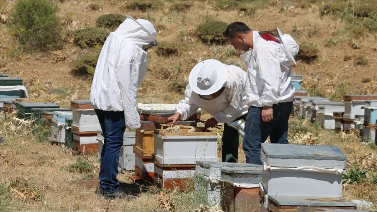 Terörden temizlenen Çemikare Yaylası'nda bal üretiliyor