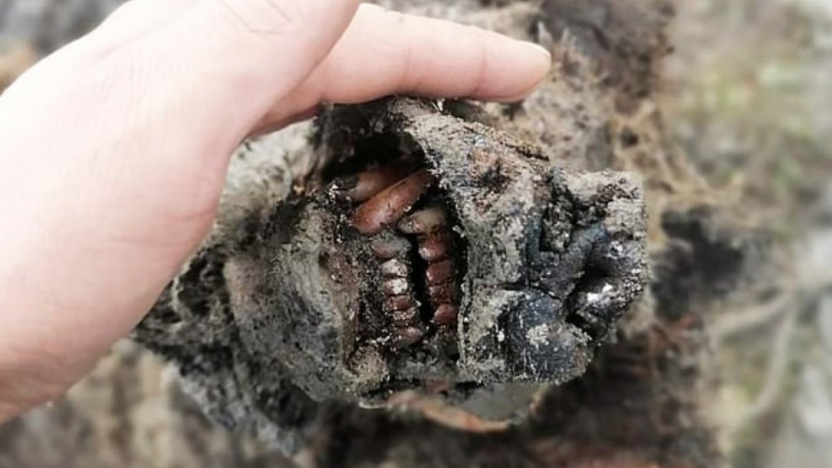 Rusya'da 39 bin yıllık mağara ayısı mumyası bulundu