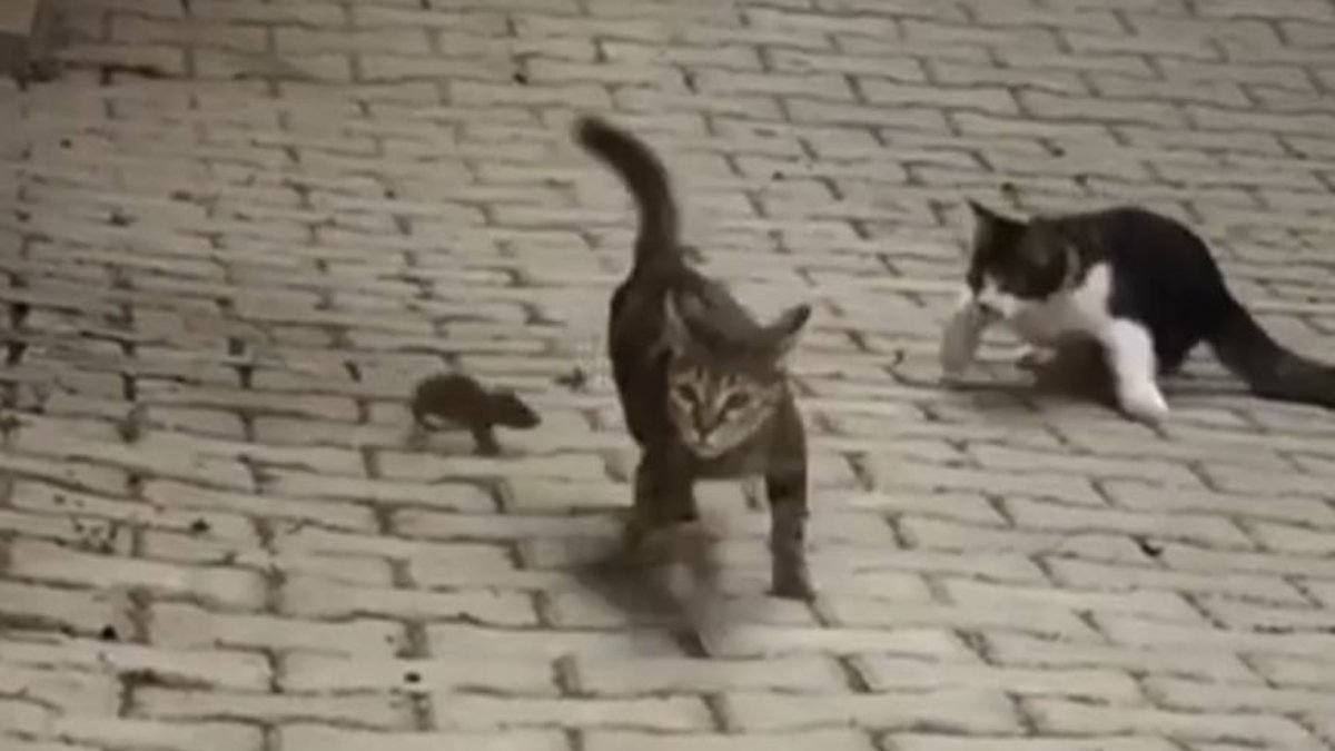 Hatay'da fareyi kenara sıkıştırmaya çalışan kediler pişman oldu