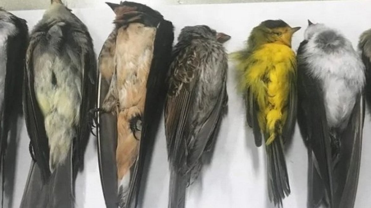 ABD'de binlerce ötücü kuş toplu halde öldü