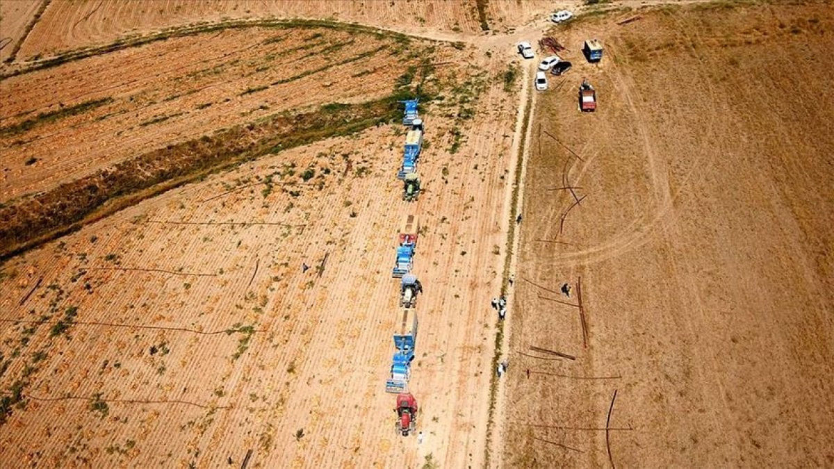 Bitlis'te kuru fasulye hasadından 370 milyon lira gelir bekleniyor