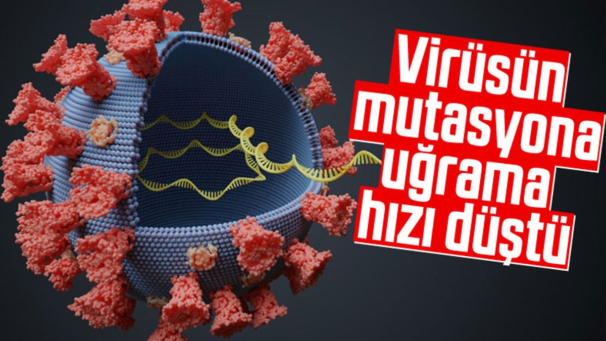 Koronavirüsün mutasyona uğrama hızının düştüğü iddia edildi