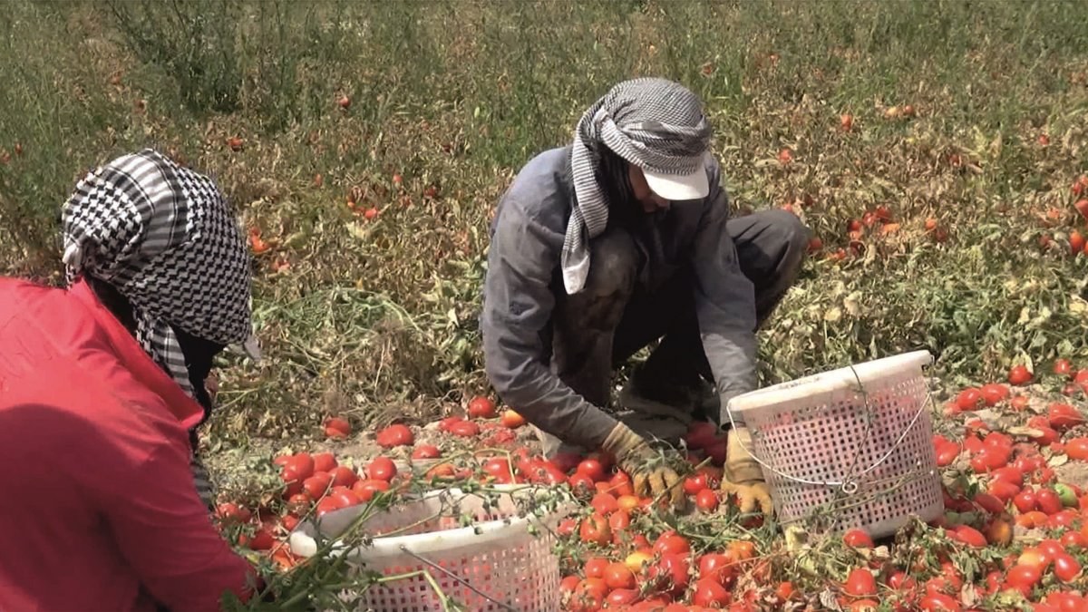 Tuz Gölü havzasının yeni alternatif ürünü domates