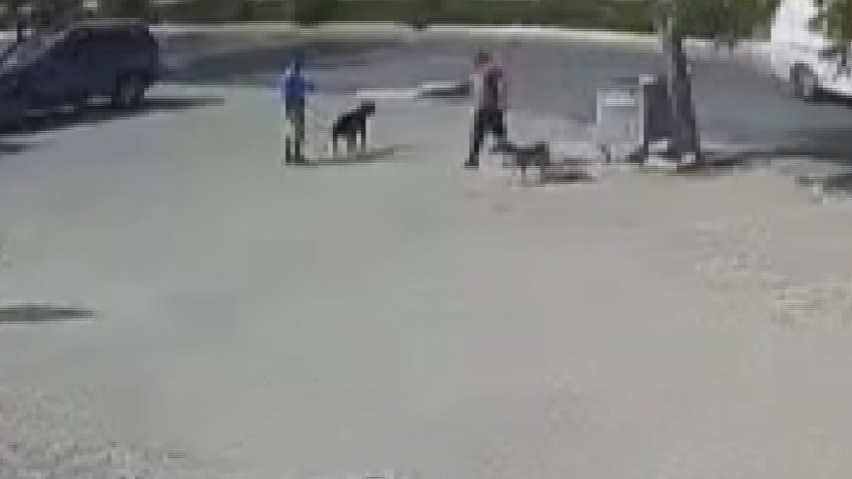 Büyükçekmece’de sokak köpeğini silahla öldüren saldırgan