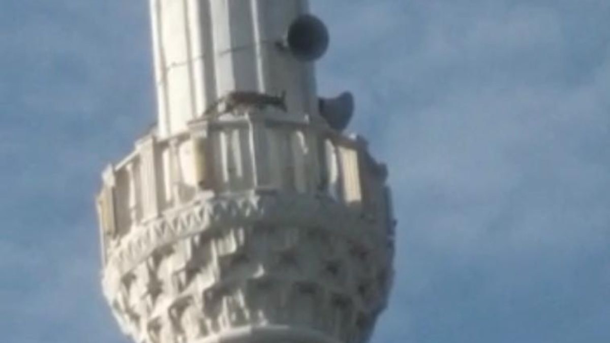 Manisa'da tilki cami minaresine çıktı