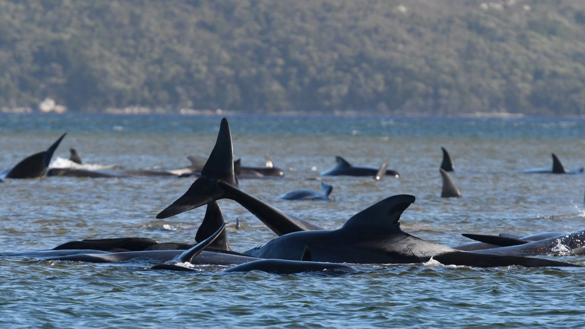 Avustralya'da yüzlerce balina kıyıya vurdu