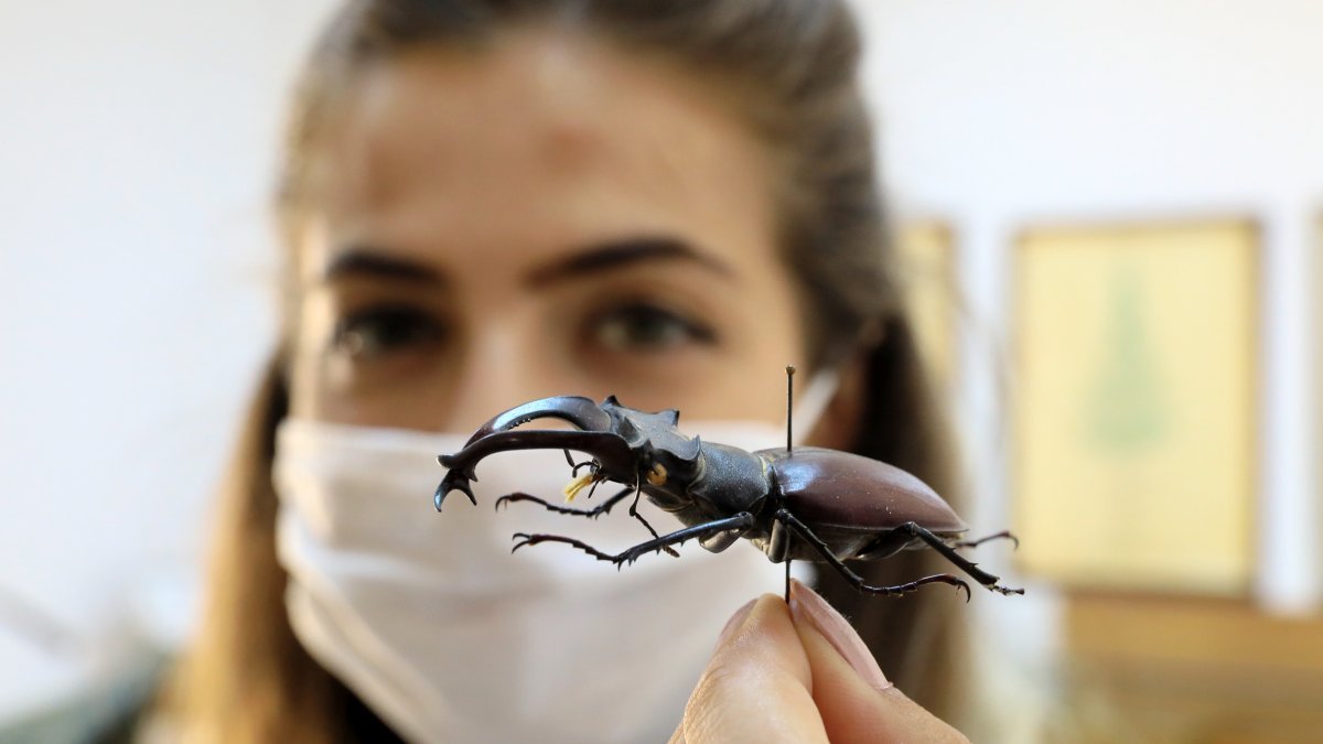 Çizgi filmlerin canavarı geyik böceği Antalya’da sergileniyor