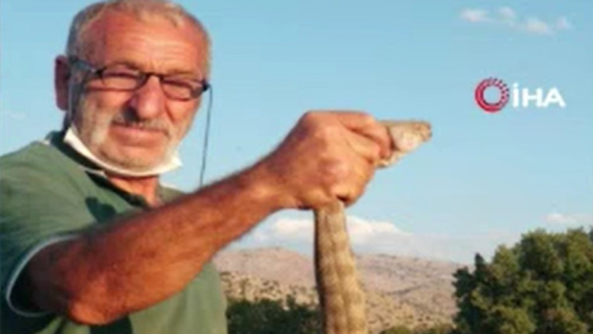 Erzincan'da saldıran ölümcül zehirli yılanı boğazından yakaladı