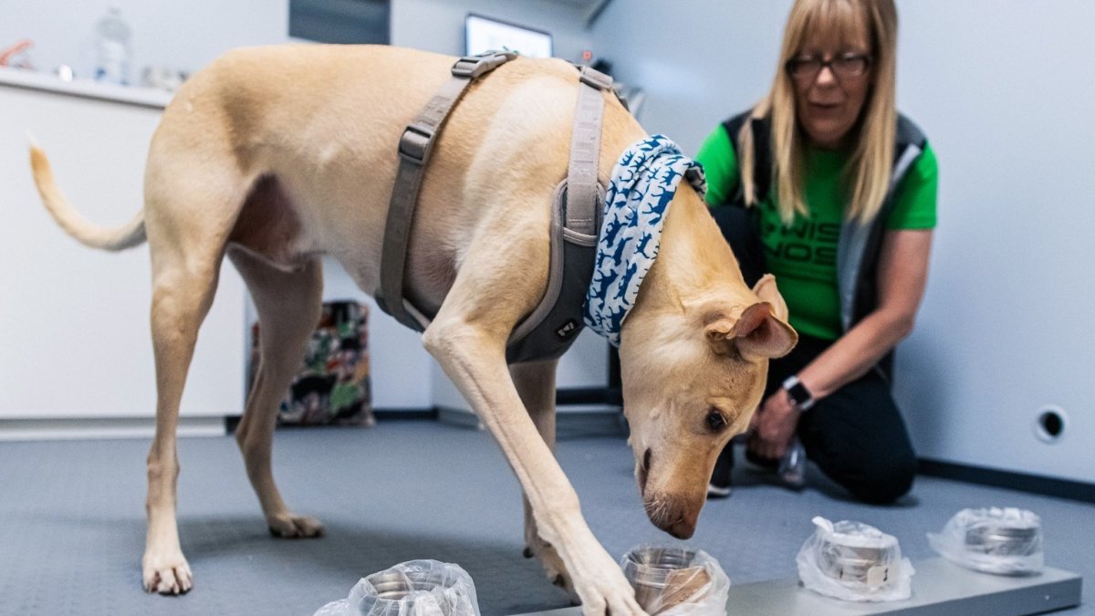 Finlandiya’da köpekler koronavirüsü yolcuların terinden tespit edecek