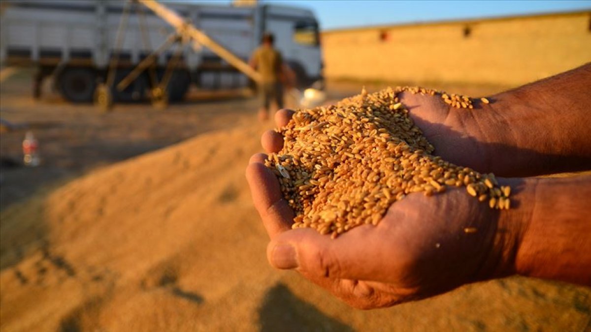 Buğdaydaki üretim artışı devam edecek