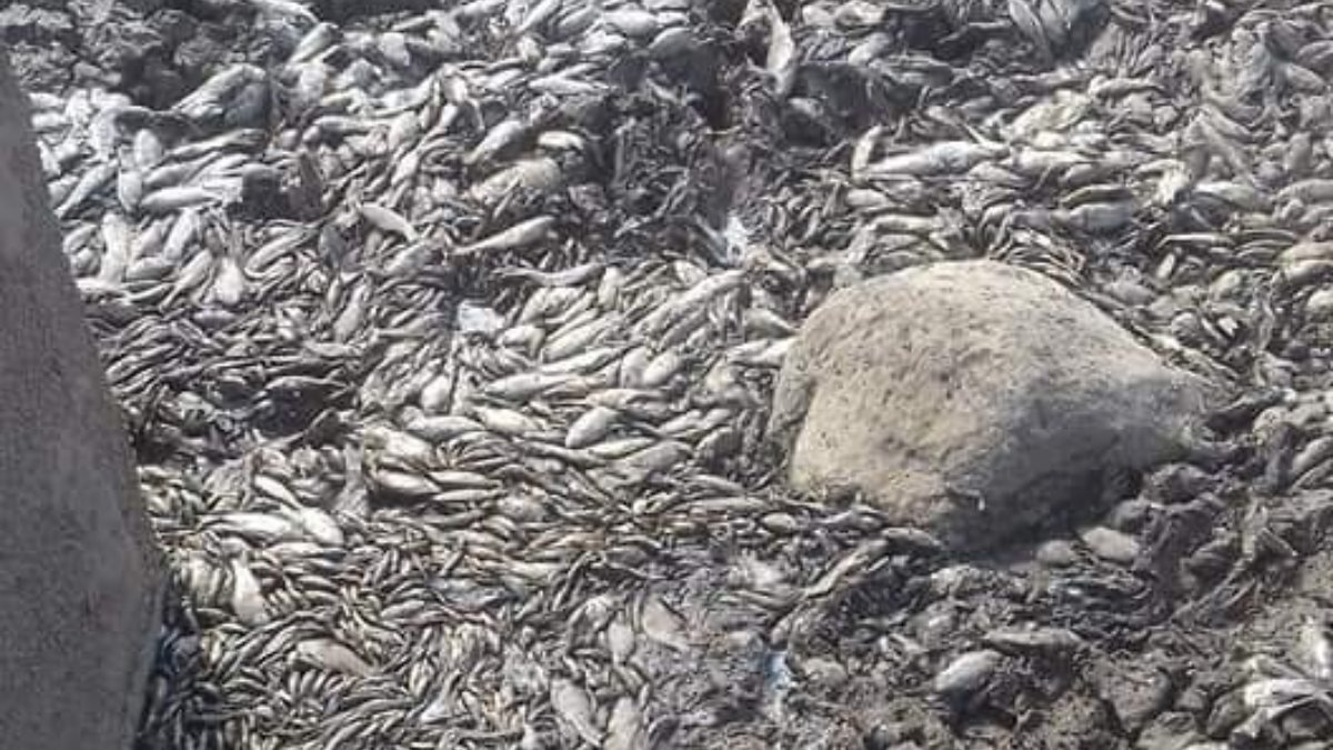 Diyarbakır'da balçıklaşan gölde binlerce balık telef oldu