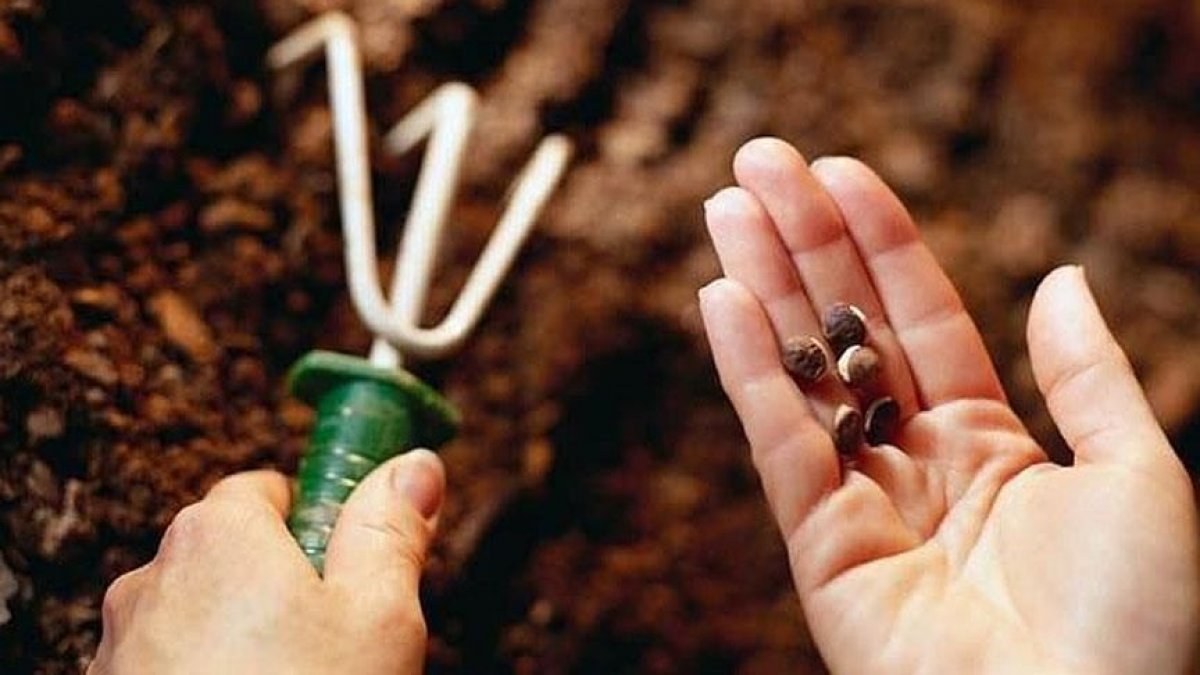 Yerel bitkilere ait 115 bin tohum koruma altına alındı