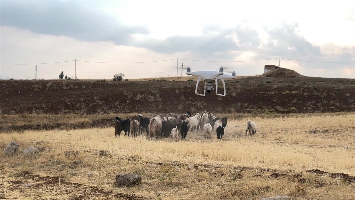 Elazığ'da Jandarma, kayıp sürüyü drone ile buldu