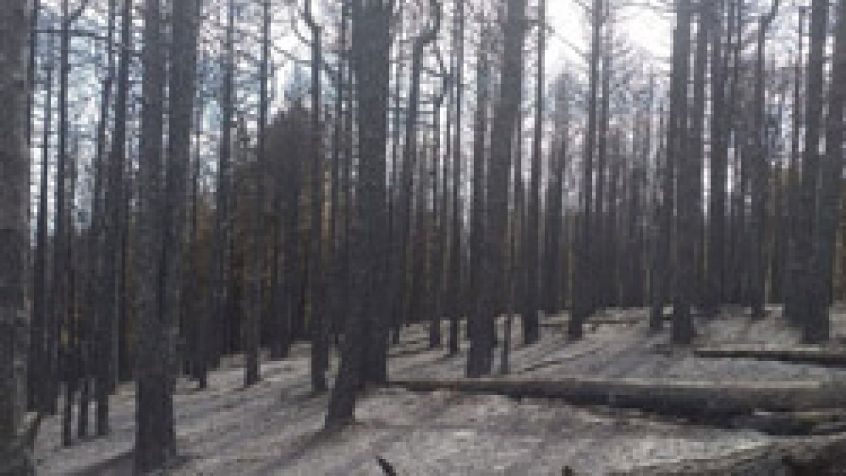 İzmir’deki orman yangınının bilançosu: Onlarca hektarlık alan kül oldu