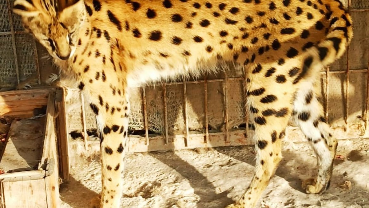 Sakarya’da kaçak mini hayvanat bahçesine baskın