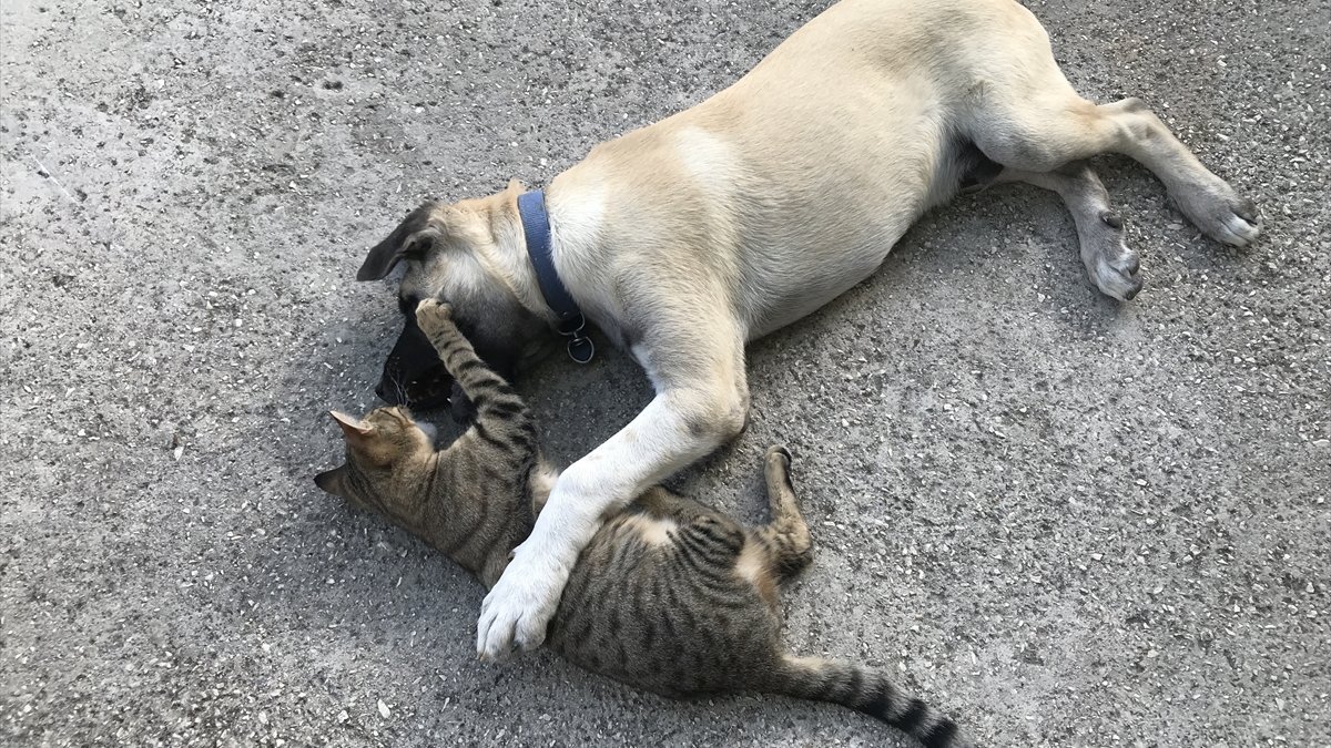 Antalya'da kedi ile köpeğin şaşırtan dostluğu
