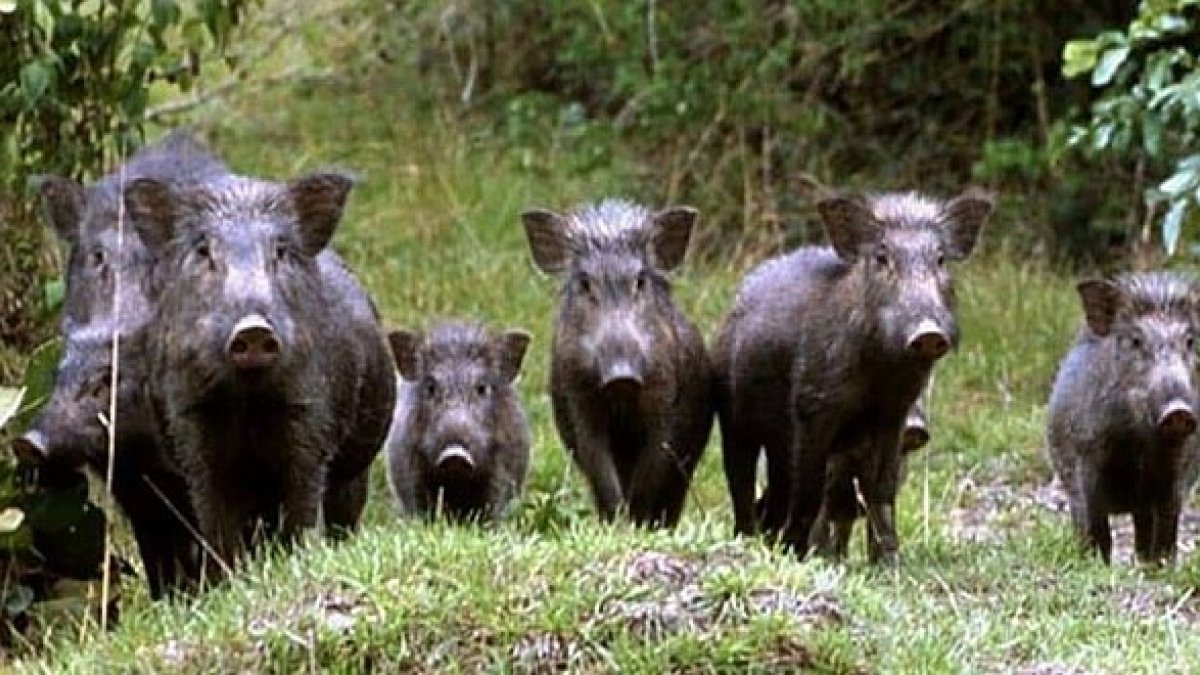 Kastamonu'da tarlada nöbet tutan çiftçiye domuzlar saldırdı