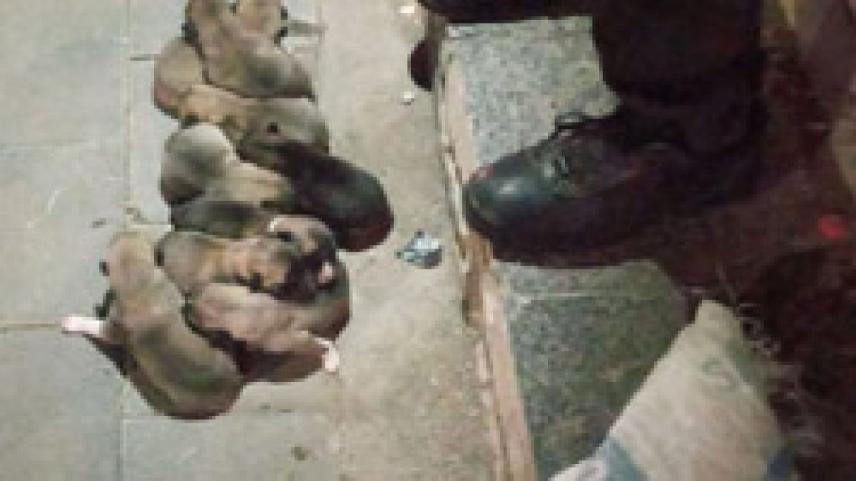 Sivas'ta yavru köpekler, çuvala koyulup sokağa atıldı