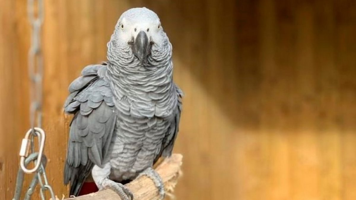 İngiltere'de birbirine küfür öğreten papağanlar