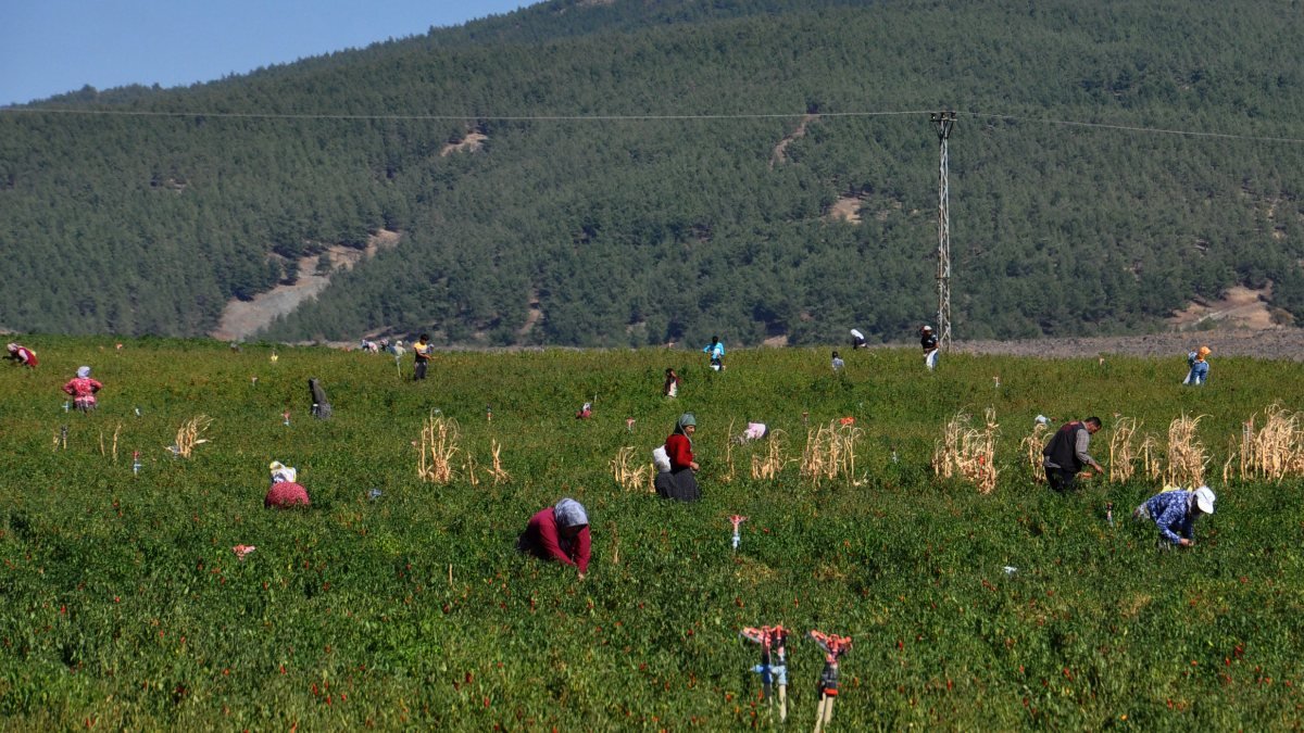 Gaziantep'te işçi bulamayan tarla sahibi, kırmızı biberlerini köylülere bıraktı