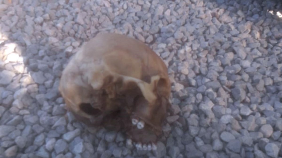 Bodrum'da köpekler kafatası buldu: 4 gözaltı