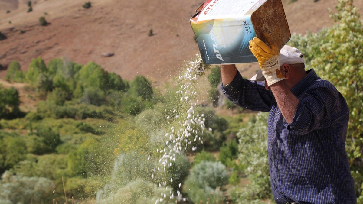 Tunceli’de ata tohumlarıyla üretilen kuru fasulye, rüzgar çağırarak ayıklanıyor