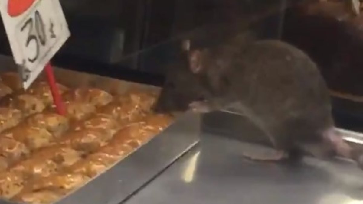 İstanbul'da bir tatlıcı vitrinindeki baklavayı yiyen fare kameraya yansıdı