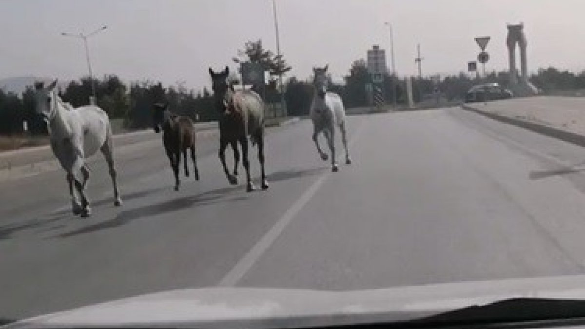 Bursa yollarında yarışan atlar