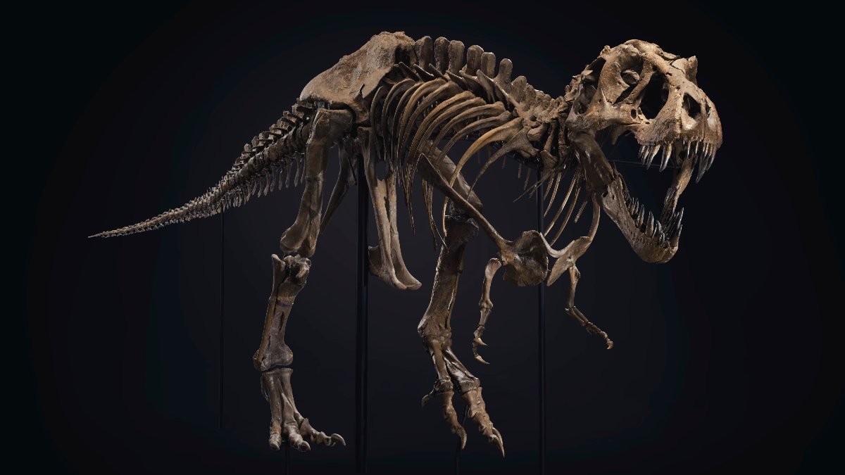 ABD'de dinozor iskeleti 31.85 milyon dolara satıldı