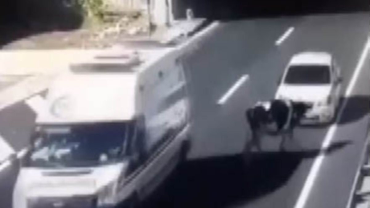 Kahramanmaraş'ta otoyoldaki ineğe otomobil çarptı