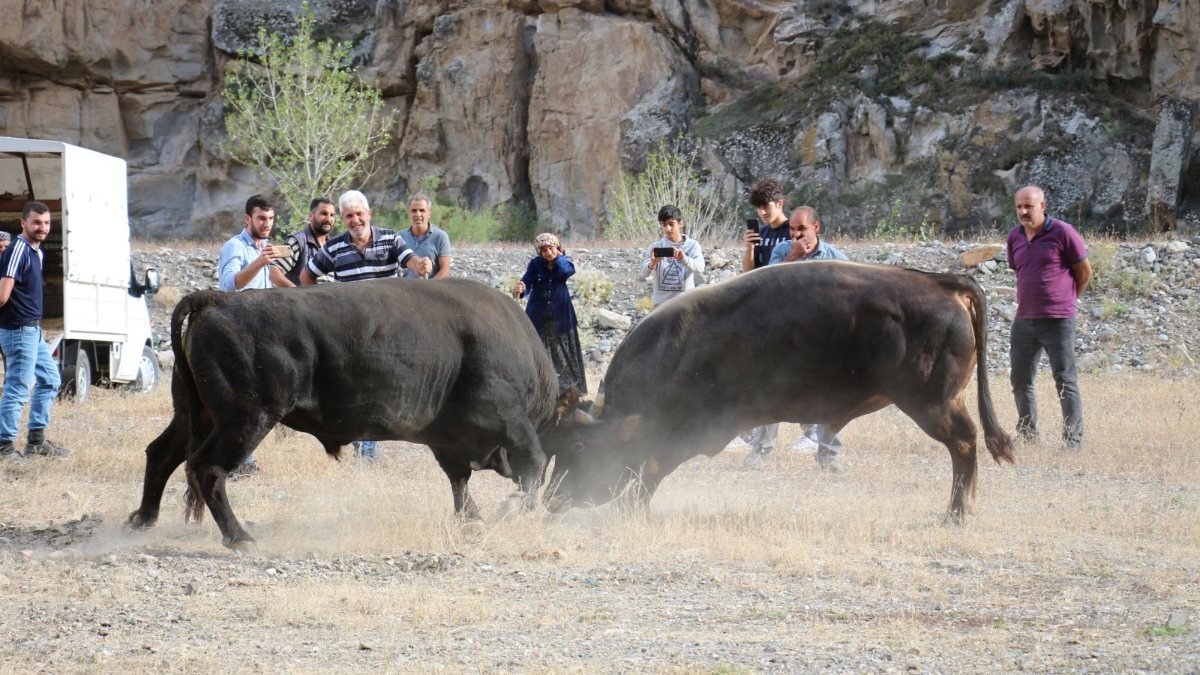 Erzurum'da güreşe çıkamayan boğalara antrenman yaptırıldı