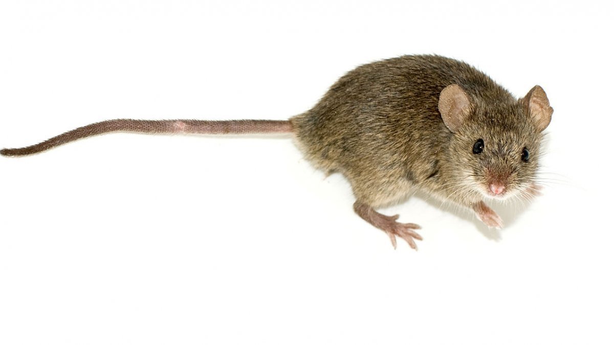 İsrail'de 50 kişi fareden bulaşan hastalığa yakalandı