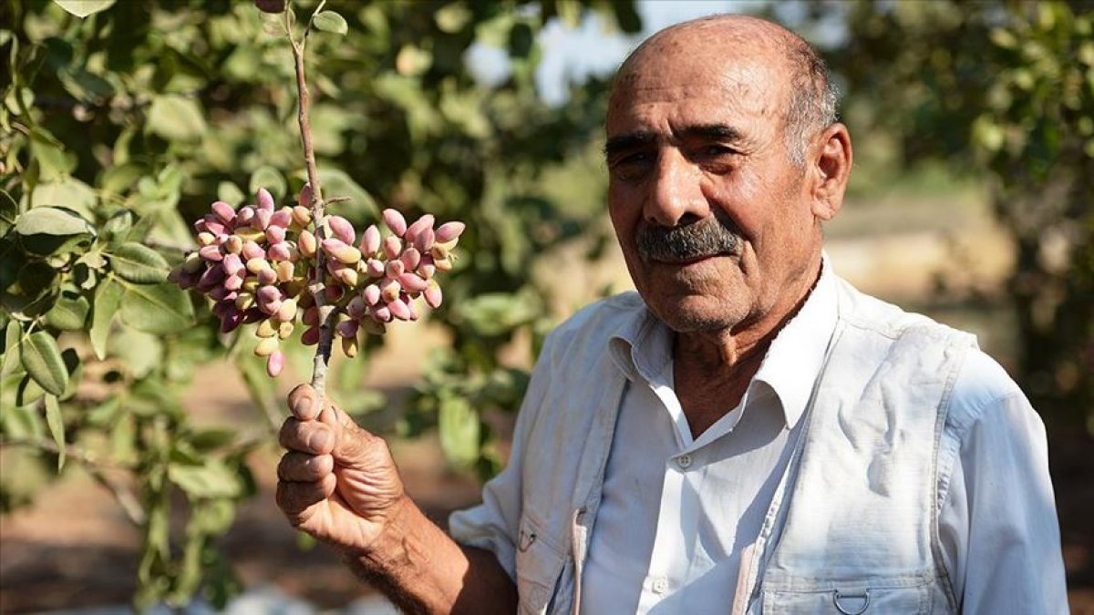 Mardin'de ilk fıstık ağacı dikene gülünen köyde, üretim bugün 500 tona ulaştı